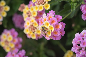 bee on a flower