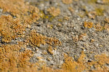 Asbestos slate texture concrete covered with lichen and moss
