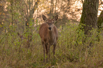 Rothirschkuh mit Jungtier im Abendlicht