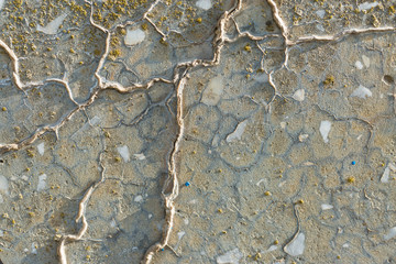 Asbestos slate texture concrete covered with lichen and moss	