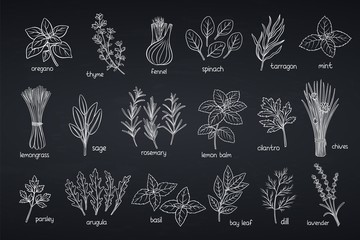 Popular culinary herbs © setory