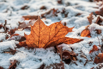 Yellow maple leaf on snow