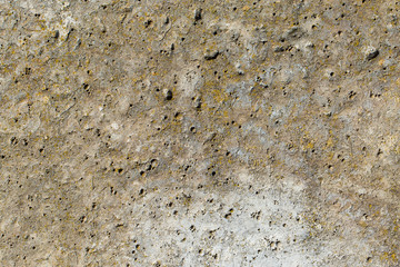 Asbestos slate texture concrete covered with lichen and moss