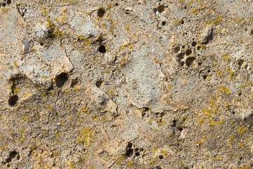 Asbestos slate texture concrete covered with lichen and moss