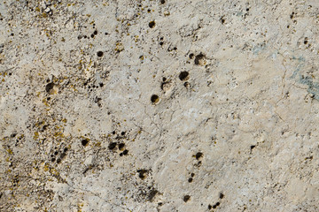 Asbestos slate texture concrete covered with lichen and moss
