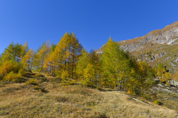Fototapeta na wymiar Larici d'autunno in montagna nel mese di ottobre