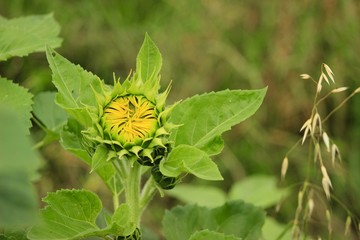 sunflower in garden
