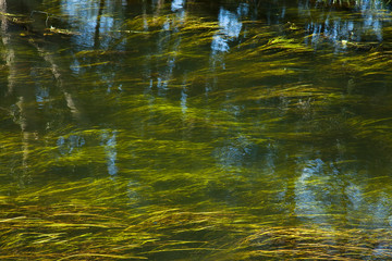 River Plants background