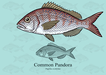 Common Pandora. Vector illustration with refined details and optimized stroke that allows the image to be used in small sizes (in packaging design, decoration, educational graphics, etc.)