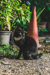 cat in the garden