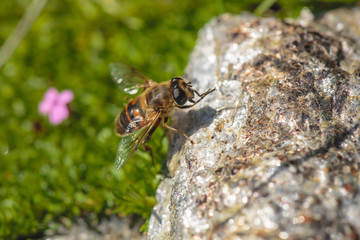 Wildbiene putzt sich