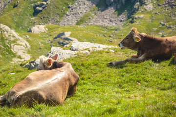Weidekühe ruhen sich aus