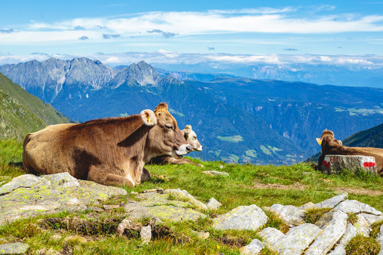 Weidek&uuml;he legen eine Rast ein