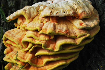 Soufre Photos Royalty Free Images Graphics Vectors Videos Adobe Stock