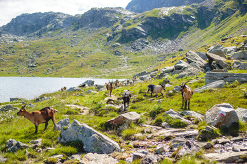 Bergziegen ziehen vorbei