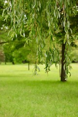 Fototapeta na wymiar trees of willow in the park