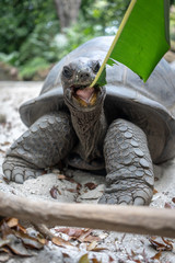 Turtle © Artur
