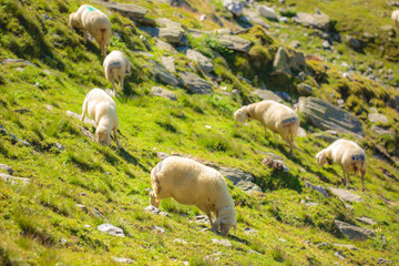 Freilebende Schafe in Südtirol