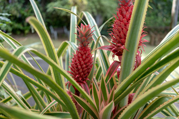 Red Pineapple © Artur