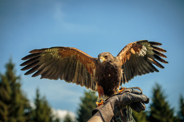 Bussard hebt ab
