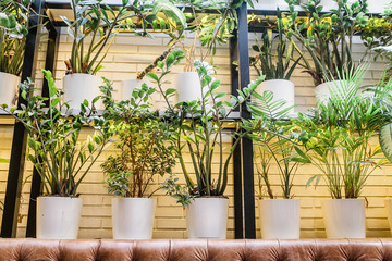 Greenery plants decoration in interior