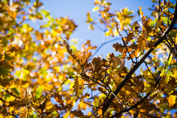 Oak's branches with beautiful golden leaves and acorns. Selective focus. 