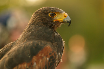 Mäusebussard im Profil