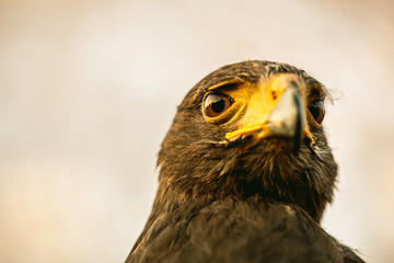 Mäusebussard hält Ausschau