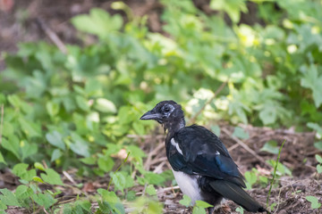 Obraz premium a bold Eurasian magpie (Pica pica)