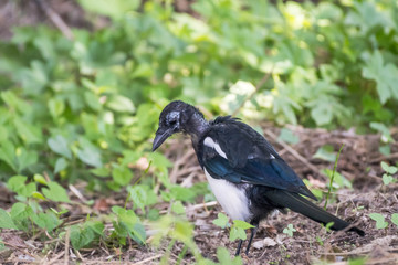a depressed, bald Eurasian magpie (Pica pica)