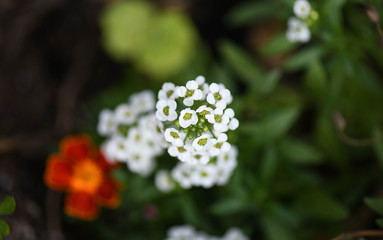 white flower in garden