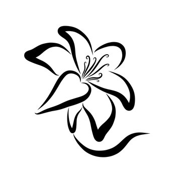 Elegant flower, lily, black contour, stem and petals