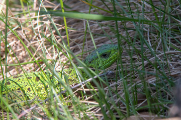 lizard in the grass