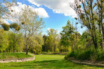 beautiful green park in spring