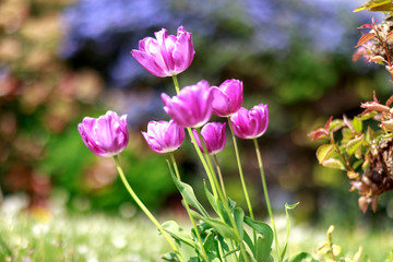Gros plan sur des tulipes fushia en floraison au printemps. Éclosion du printemps