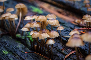 Mushrooms growing on tree in forest