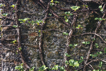 The plant sprouted in the stone on the wall