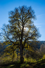 Baum vor Sonne