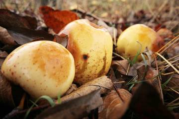 Apples fallen from the tree