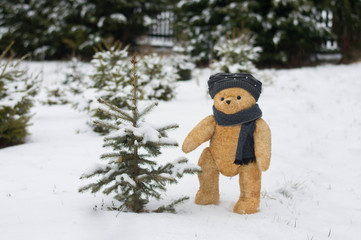 Teddy bear choose christmas tree from the garden covered by snow