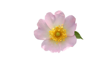 Naklejka na ściany i meble wild pink rose on white ground