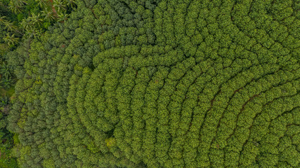 Aerial view rubber tree forest, Top view of rubber tree and leaf plantation.
