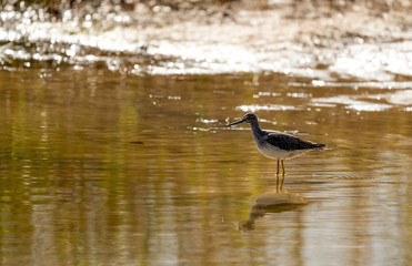 Greater yellow legs a type of shorebird hanging out by the shore. 