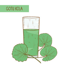 Gotu kola. Leaves. Glass with tincture. Sketch. 