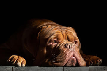 Dogue de Bordeaux head lying on wood floor