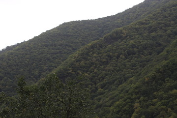 Green woods on mountains