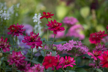 オールドレンズで撮る秋の花