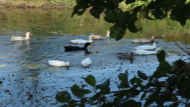 flight of domestic geese swimming on river. Domestic birds
