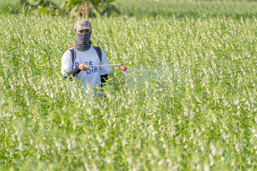 A young man farmer master is spraying pesticides (farm chemicals) on his own sesame field to prevent pests and plant diseases in the morning, close up, Xigang, Tainan, Taiwan