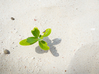 Beach plant and beautiful sea in the holiday.